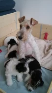 Čistokrevná štěňata drsnosrstého foxteriera