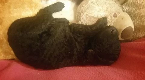 Štěně Curly coated retrievera