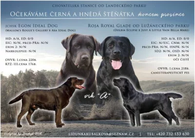Štěňátka Labradorských retrieverů s PP