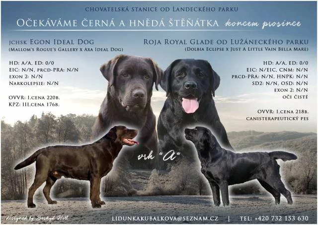 Štěňátka Labradorských retrieverů s PP