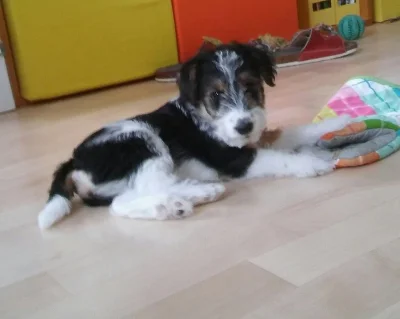 Štěňata drsnosrstého foxteriera