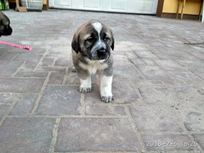 Anatolský pastevecký pes(Kangal)