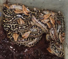 užovka černá, krajta královská a pestrá