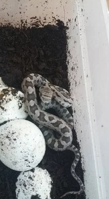 užovka černá, krajta královská a pestrá