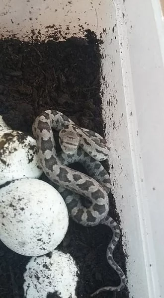 užovka černá, krajta královská a pestrá