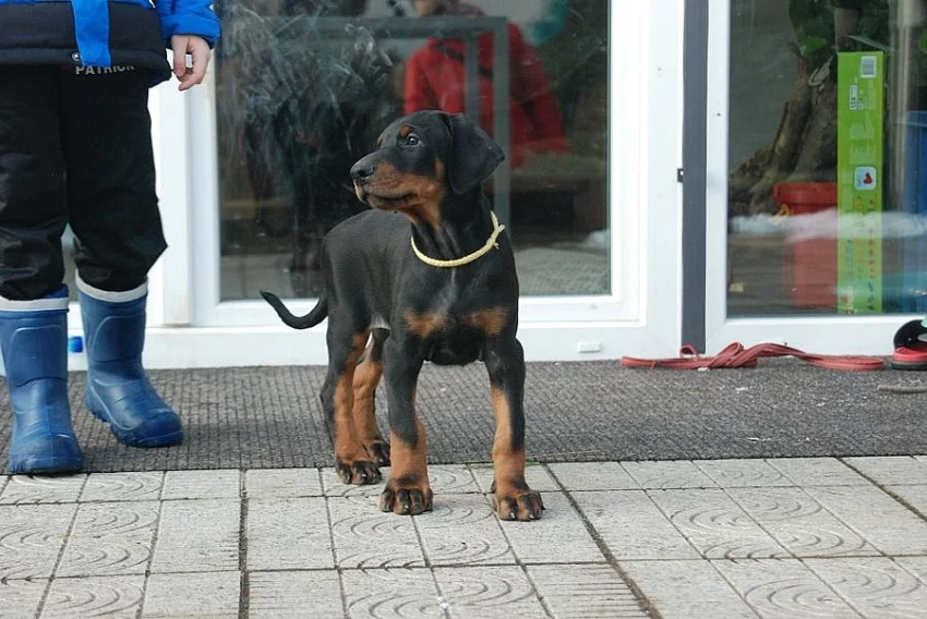 Dobrman štěňata s PP