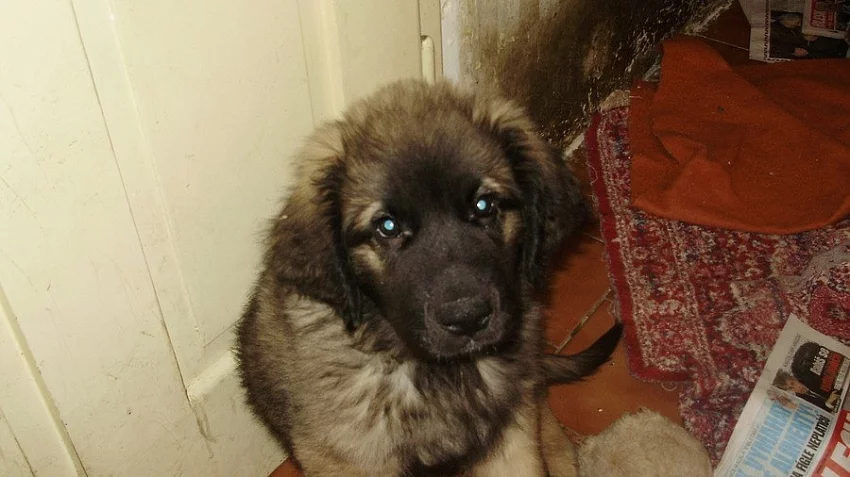 Leonberger
