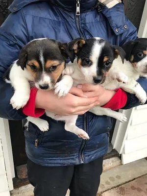 Shortges Jack Russell Štěňátka