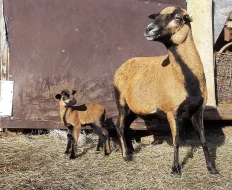 Kamerunské ovečky a beránci