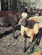 Kamerunské ovečky a beránci