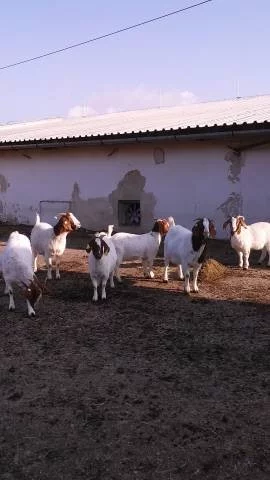 Bůrské kozy