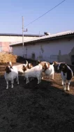 Bůrské kozy