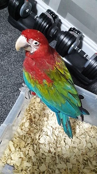 Ručně vychovaný hloupě zkrotit Baby Greenwing Ma caw