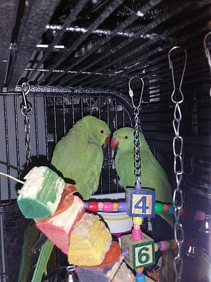 Ringneck Papoušci Babys