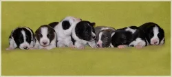 Border collie