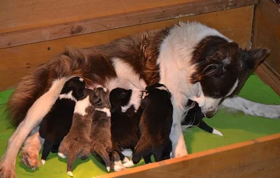 Border collie