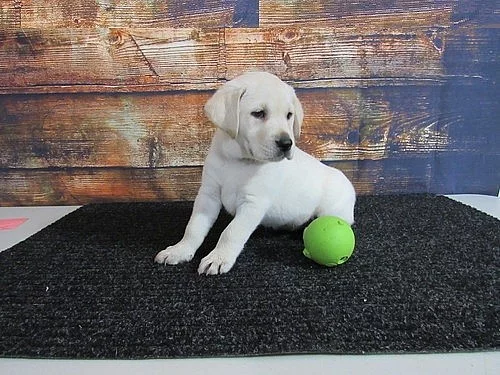 Štěňata labradorských retrívrů na prodej