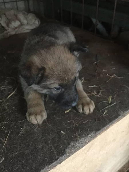 Štěňata belgických ovčáků,malinoi prodám.