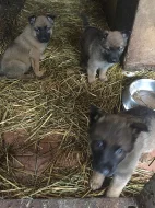 Štěňata belgických ovčáků,malinoi prodám.