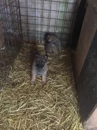 Štěňata belgických ovčáků,malinoi prodám.