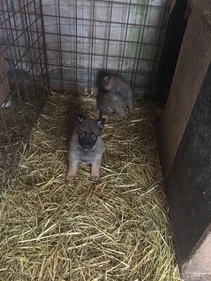 Štěňata belgických ovčáků,malinoi prodám.