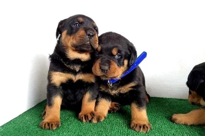 Rottweiler štěňata s PP.