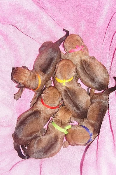 Rhodéský ridgeback-štěňátka