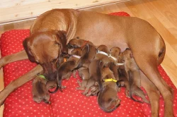 Rhodéský ridgeback-štěňátka