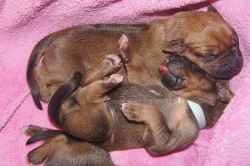 Rhodéský ridgeback-štěňátka