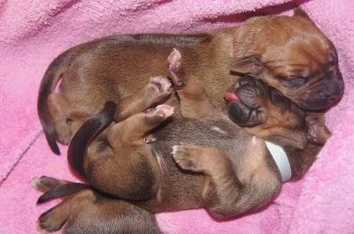 Rhodéský ridgeback-štěňátka