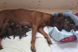 Rhodéský ridgeback-štěňátka