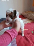 Čínský chocholati nahac