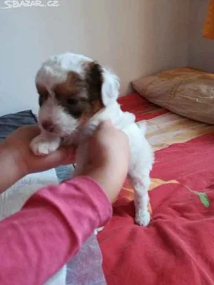 Čínský chocholati nahac