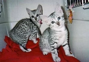 Lovely Egyptian Mau Kittens for Adoption