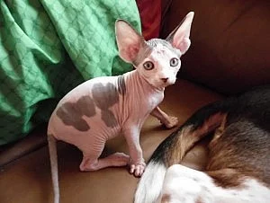 Krásná žena Kotyková Sphynx kotě