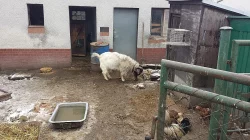 Prodám hodného kozlíka
