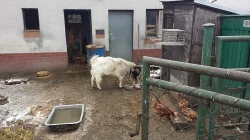 Prodám hodného kozlíka