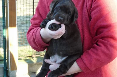 Labrador retriever