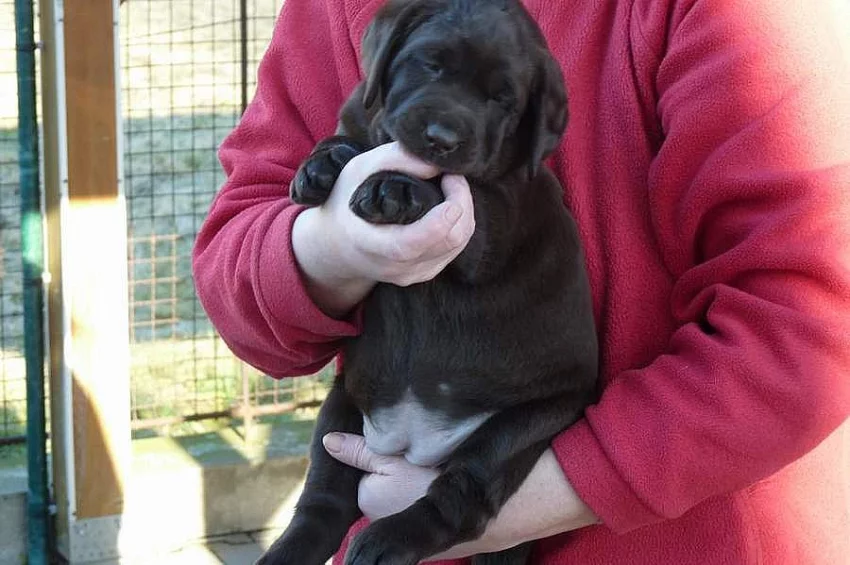 Labrador retriever