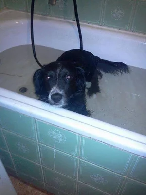 Krytí pro roztomilého psa - jsem ochoten zaplatit 10 000 Kč