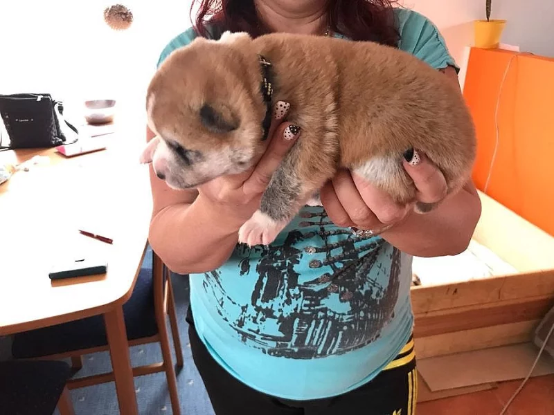 Akita inu s PP - pejsky