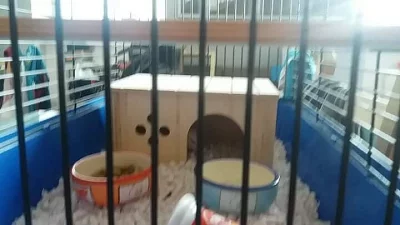 Prodám potkany. Holky