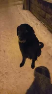 Nabízím labradora ke krytí