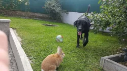 Nabízím labradora ke krytí