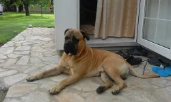 Bullmastif
