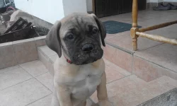 Bullmastif