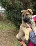 Štěňata německého ovčáka s PP