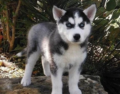 Sibiřský husky - štěnata