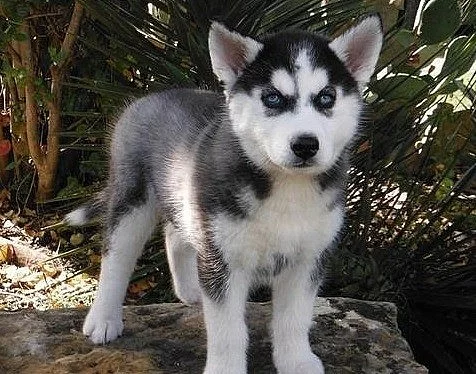 Sibiřský husky - štěnata
