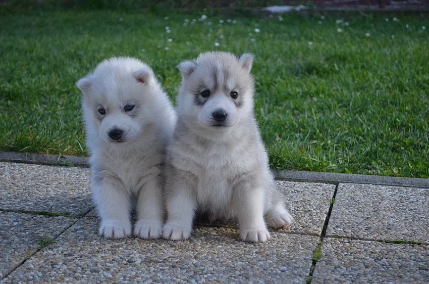 Sibiřský husky